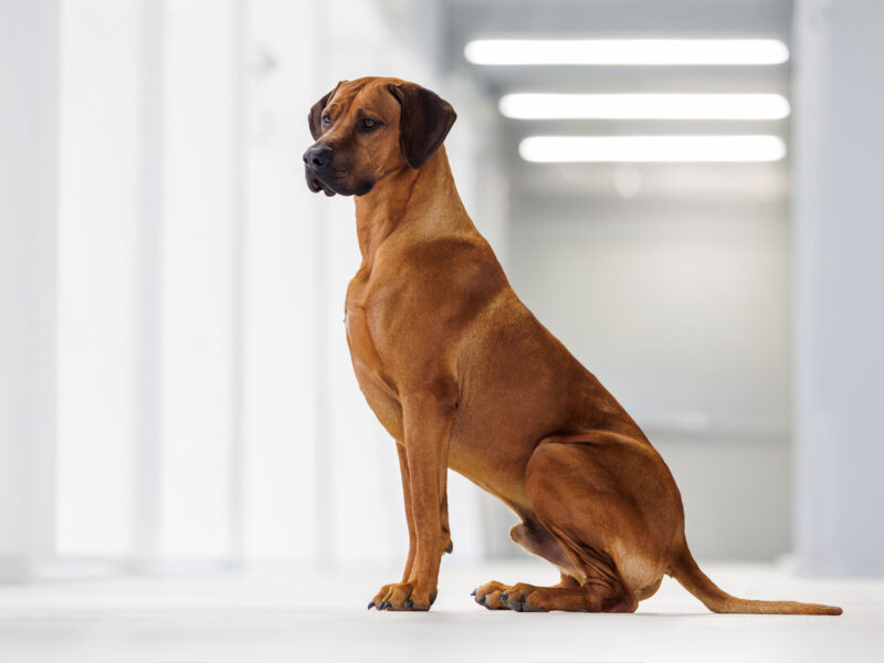 Rhodesian Ridgeback — zdjęcie 1
