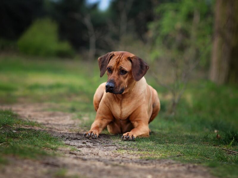 Rhodesian Ridgeback — zdjęcie 4