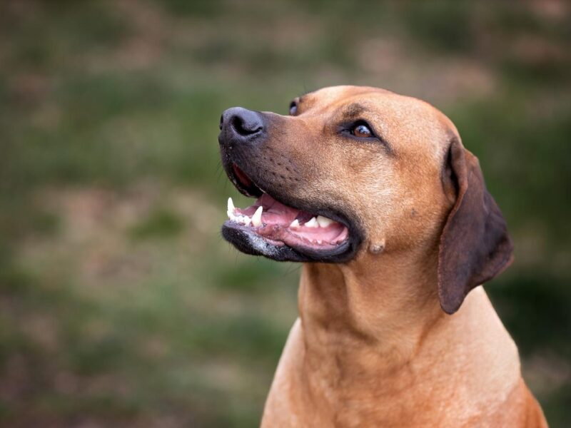 Rhodesian Ridgeback — zdjęcie 3