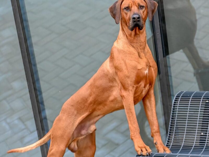 Rhodesian Ridgeback — zdjęcie 2